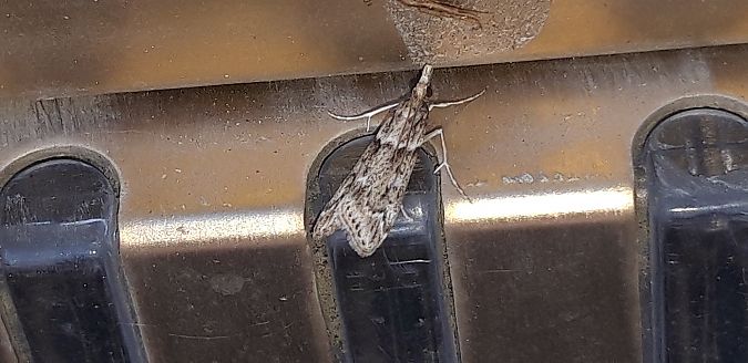 Eudonia angustea  - Michele Cento