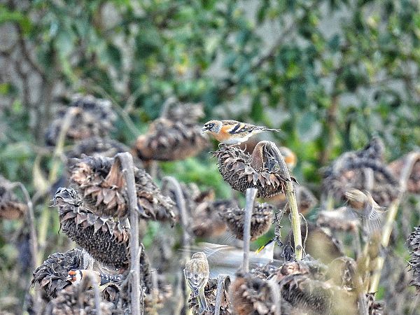 Bergfink  - Kacper Mikulski