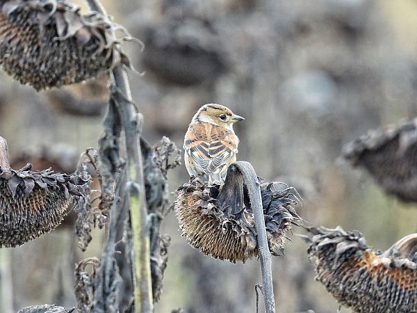 Pinson du Nord  - Kacper Mikulski