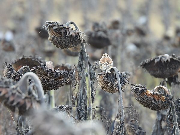 Pinson du Nord  - Kacper Mikulski