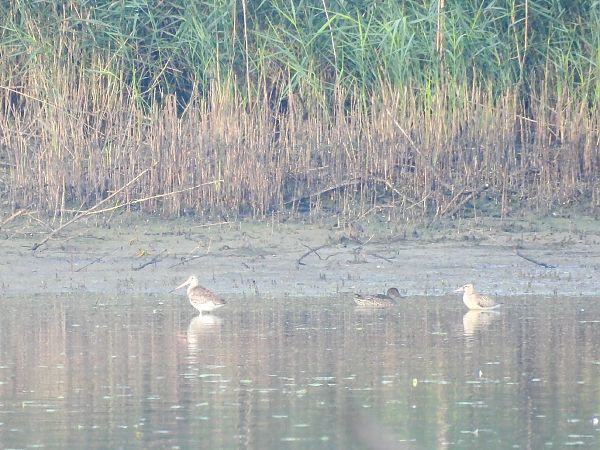 szlamnik  - Natalia Gorczowska
