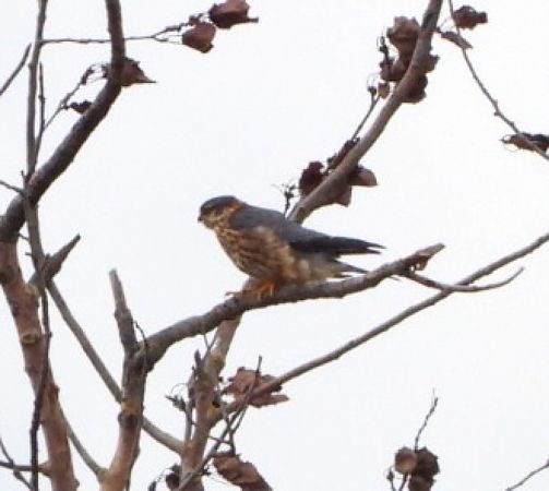 drzemlik  - Aleksandra Szymczak