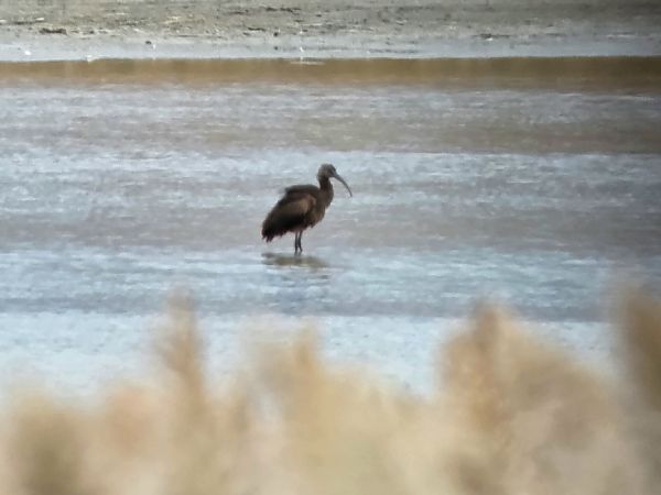 Ibis falcinelle 