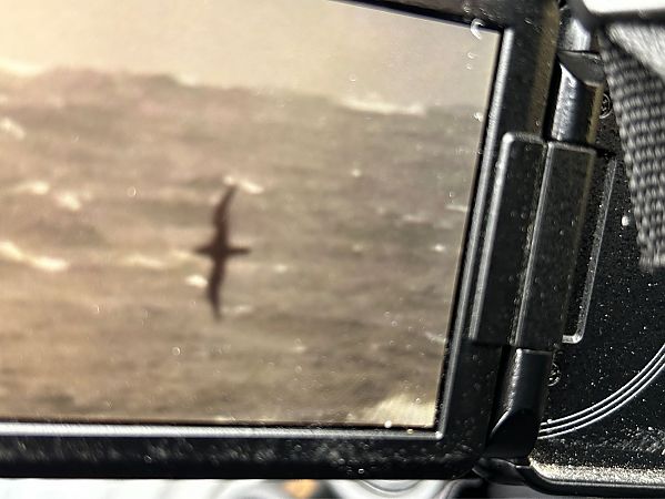 Dunkler Sturmtaucher  - Sławomir Karpicki