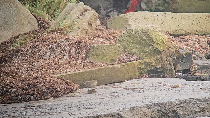 świergotek nadmorski  - Krzysztof Kajzer