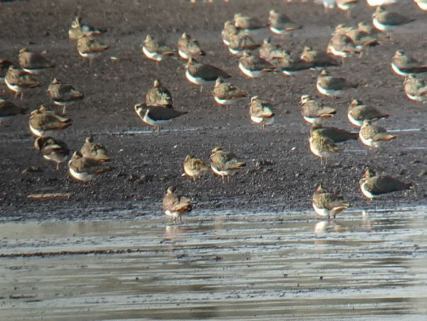 Pacific Golden Plover 