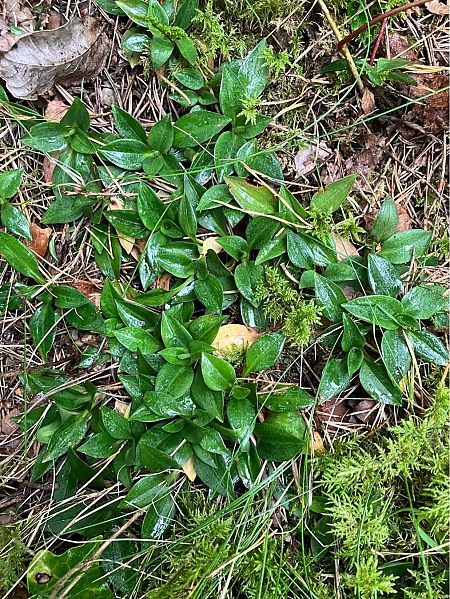 Goodyera repens  - Damien Darbelet