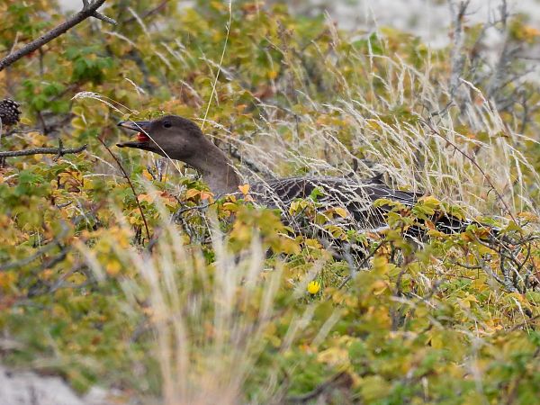 Tundra Bean Goose  - Natalia Gorczowska