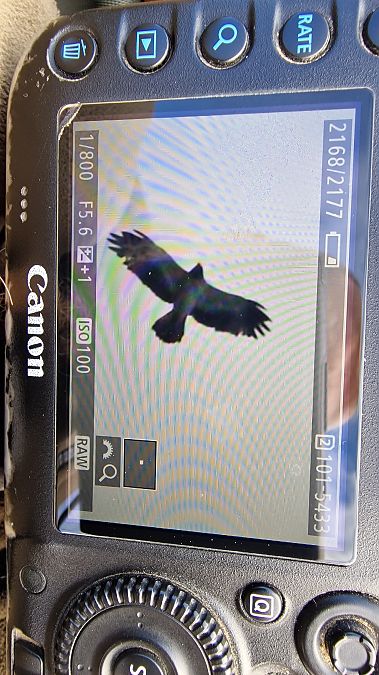 Zwergadler  - Marcin Borowik