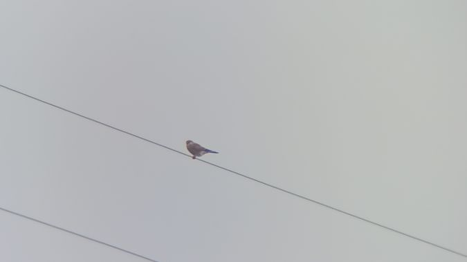 pustułka  - Bernard Stachurski