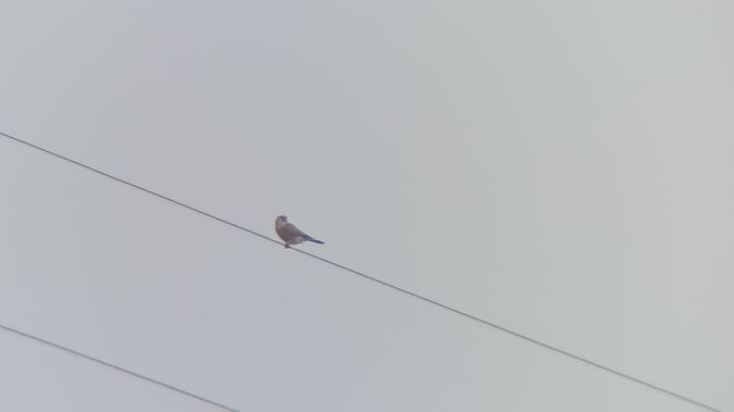 Faucon crécerelle  - Bernard Stachurski