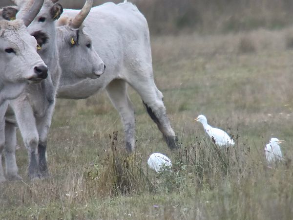 Western Cattle Egret 