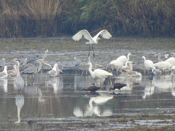 Sichler  - Natalia Gorczowska