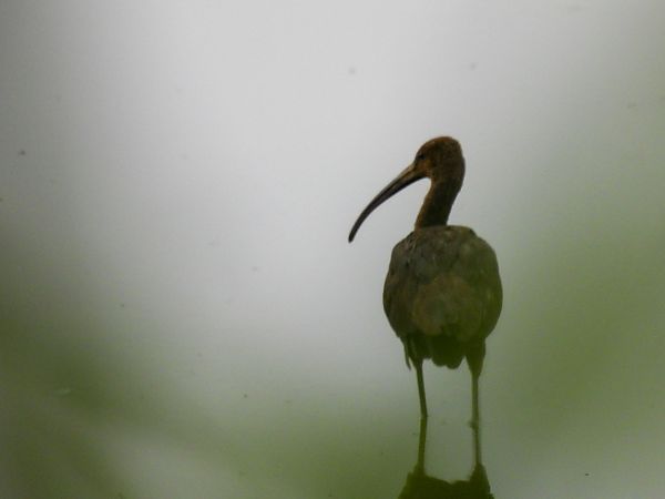 Ibis falcinelle  - Natalia Gorczowska