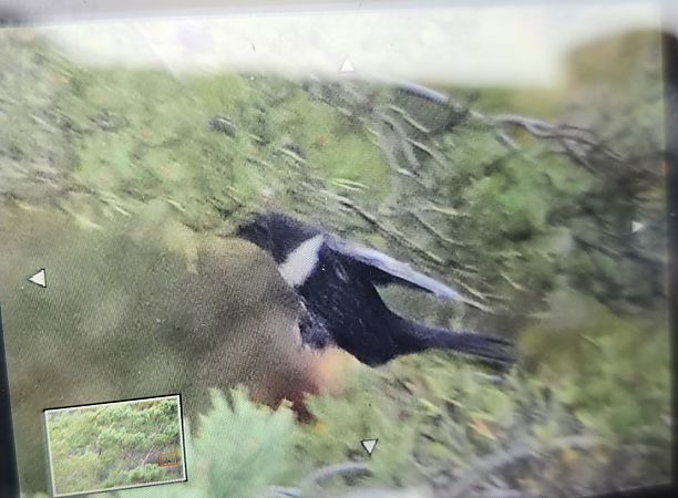 drozd obrożny  - Michał Wnuk