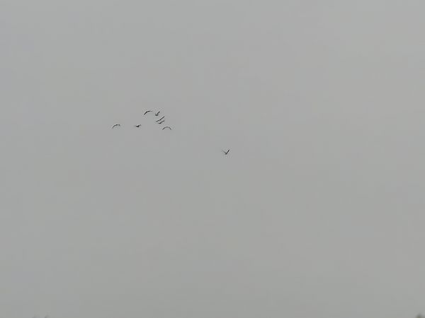 Gabbiano reale  - Alessio Mannello