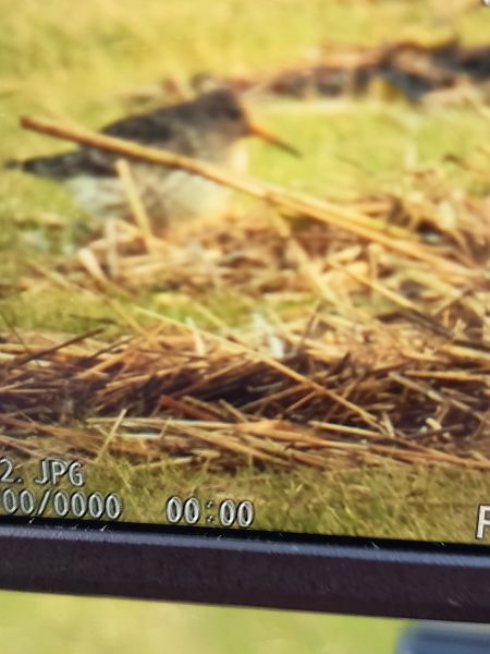 Meerstrandläufer  - Jochen Schröder