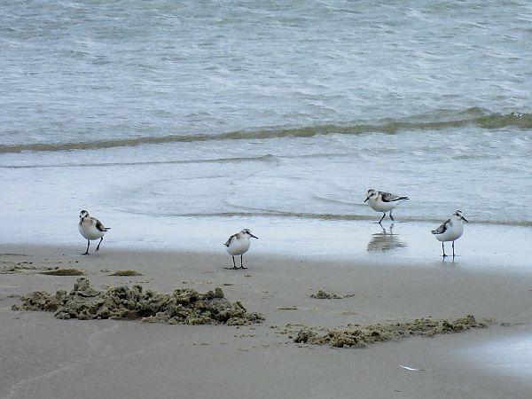 Sanderling  - Natalia Gorczowska