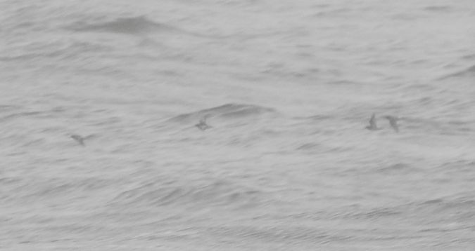 Purple Sandpiper  - Michał Kowalczuk