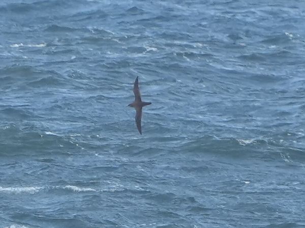 burzyk szary  - Marcin Sołowiej