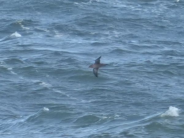 Puffin fuligineux  - Marcin Sołowiej