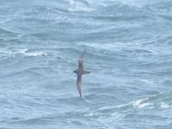 Dunkler Sturmtaucher  - Marcin Sołowiej