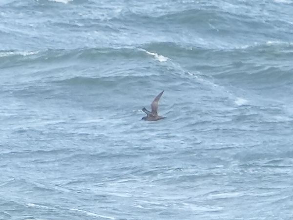 Puffin fuligineux  - Marcin Sołowiej