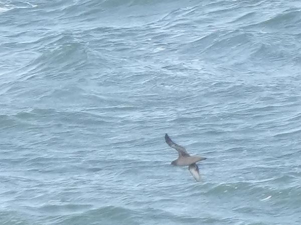 Puffin fuligineux  - Marcin Sołowiej