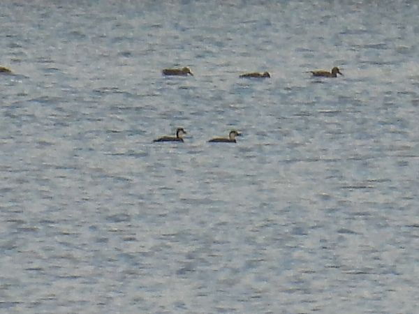 markaczka  - Kacper Mikulski