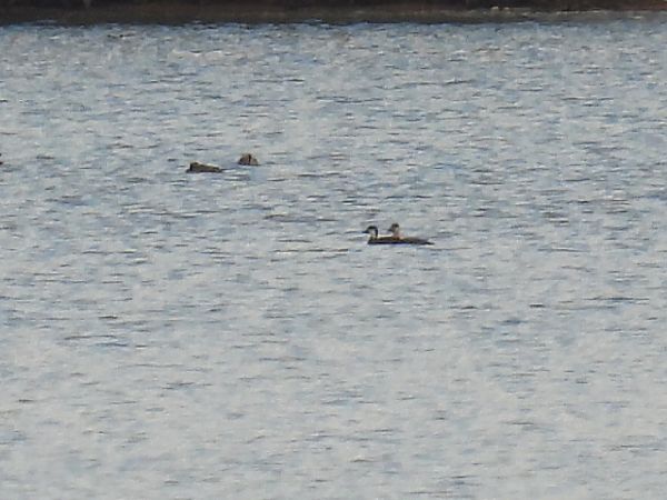 Macreuse noire  - Kacper Mikulski