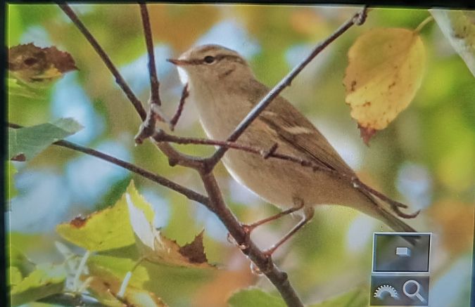 świstunka ałtajska  - Michał Polakowski