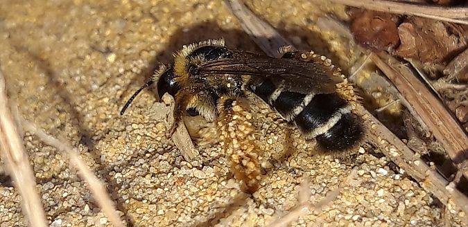 Dasypoda hirtipes  - Michele Cento