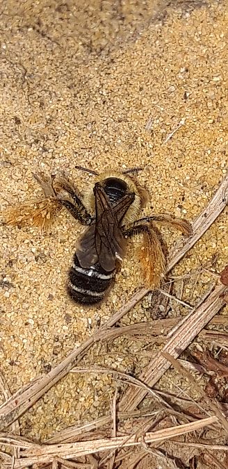 Dasypoda hirtipes  - Michele Cento