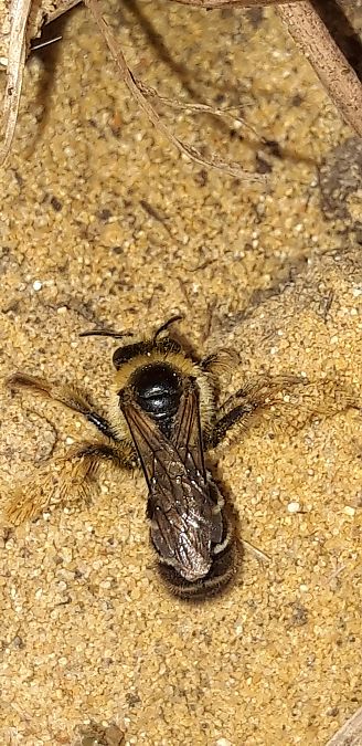 Dasypoda hirtipes  - Michele Cento