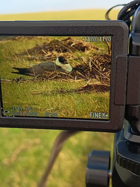 Falkenraubmöwe  - Jochen Schröder