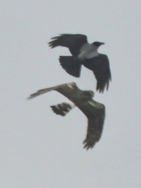 Albanella reale  - Massimo Tassinari