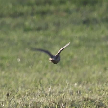 Oiseau indéterminé  - Mario Baldauf, Maria Gärtner