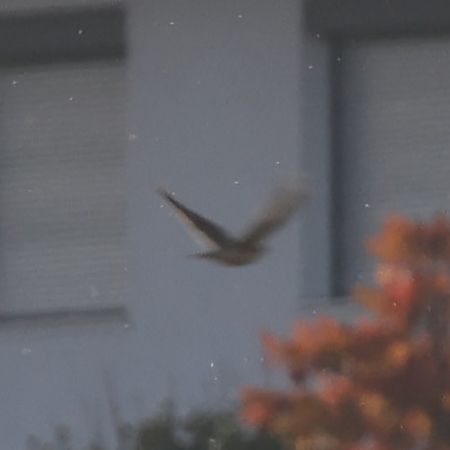 Oiseau indéterminé  - Mario Baldauf, Maria Gärtner