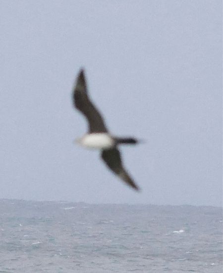 wydrzyk ostrosterny  - Maciej Aleksandrowicz