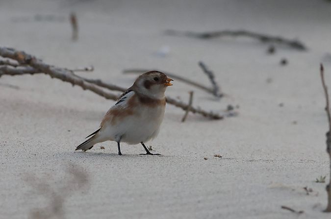 Schneeammer  - Maciej Aleksandrowicz