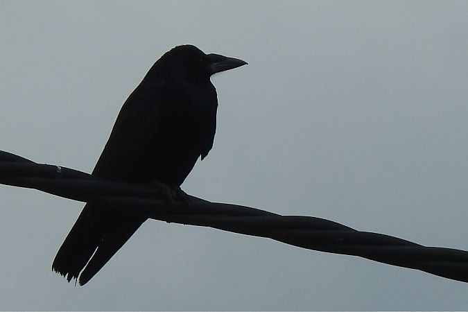 gawron  - Dawid Ciosek