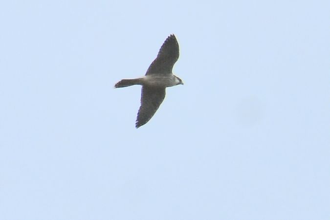 Faucon pèlerin (ssp. peregrinus / calidus)  - Krystian Pytel