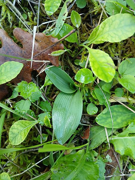 Ophrys insectifera  - Alain Falvard