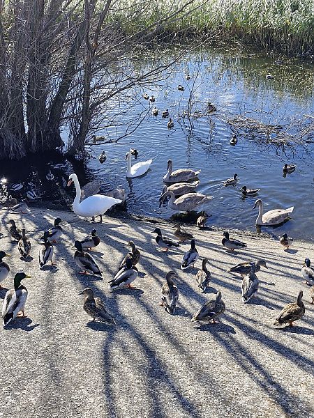 łabędź niemy  - Tomasz Zarzycki