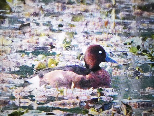 Ferruginous Duck 