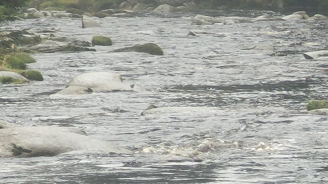 Wasseramsel  - Tomasz Knioła