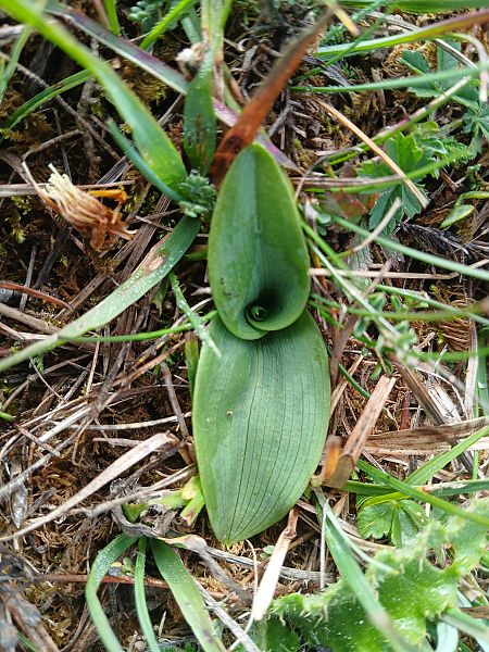 Ophrys sp.  - Alain Falvard
