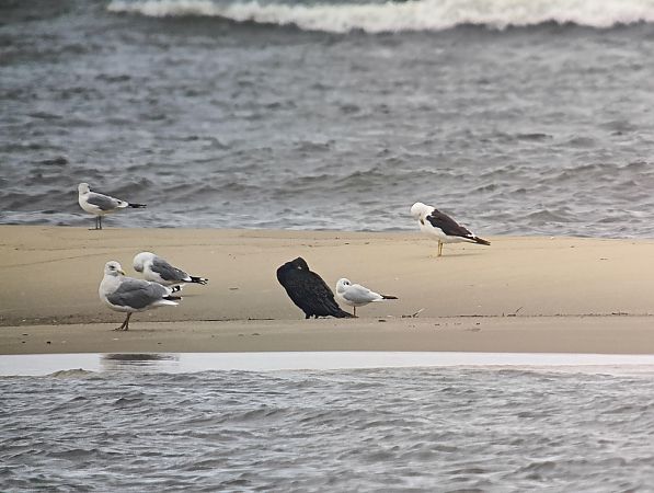 mewa żółtonoga (ssp. fuscus)  - Michał Polakowski
