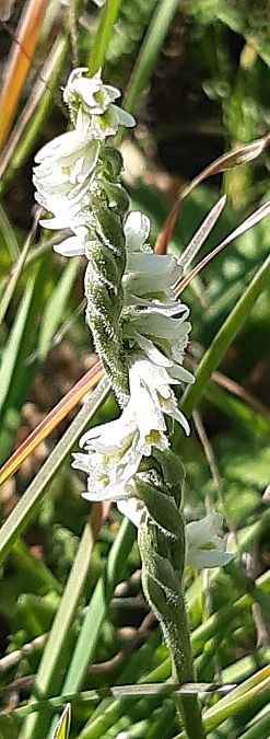 Spiranthes spiralis 