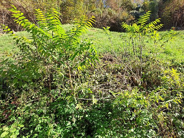 Ailanthus altissima  - Giulia Gaiola (FVG)